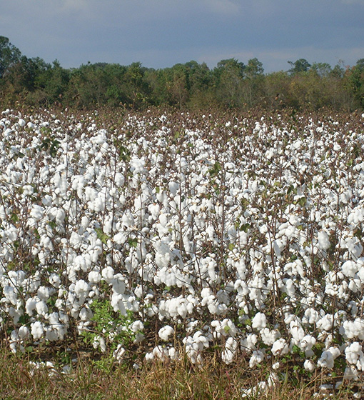 COTON Image