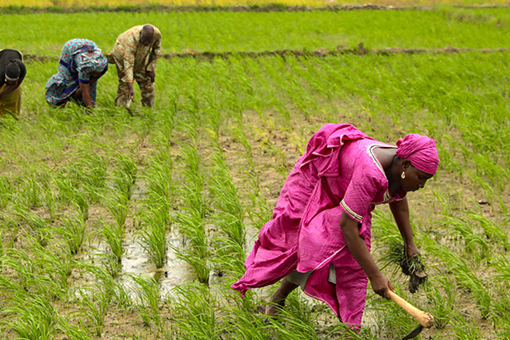AGRICULTURE