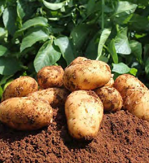 POMME DE TERRE Image