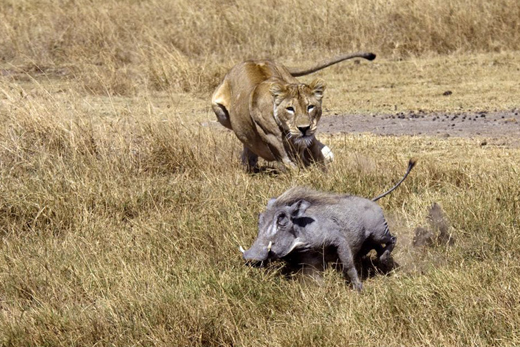 Parc national de la boucle du Baoulé Image